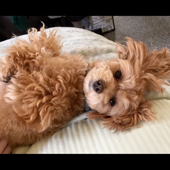 Meet your Posher, Aurora - Picture 7 of 8